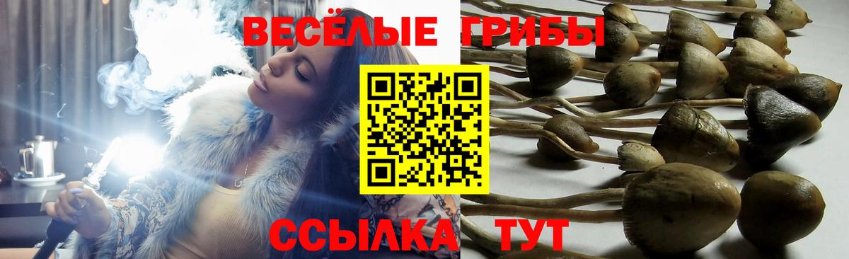 Галлюциногенные грибы мухоморы Москва